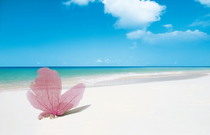 Pink coral on a tropical beach 4K