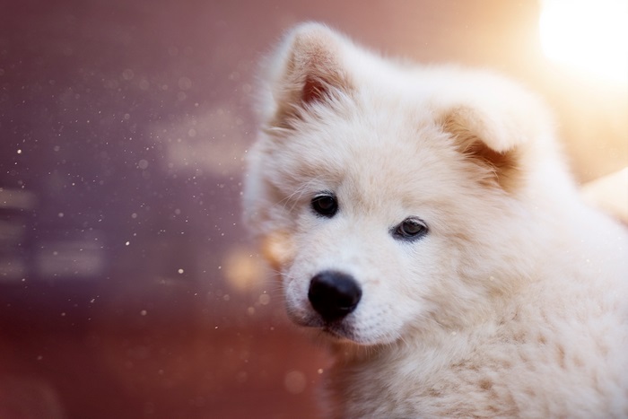 Adorable Samoyed Puppy Close-Up 4K