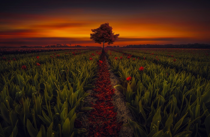 Field of tulips at sunset with a tree