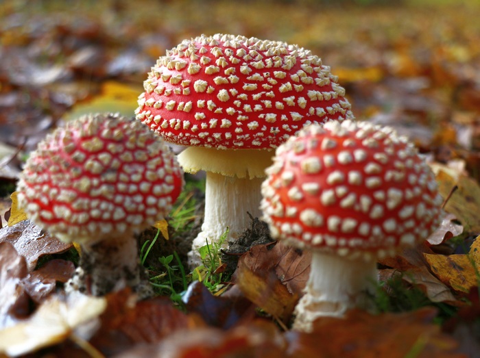 Three Fly Agaric Mushrooms in Autumn Leaves