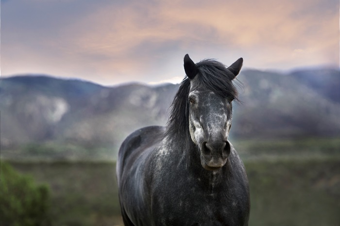 4K Horse in a Mountain Landscape