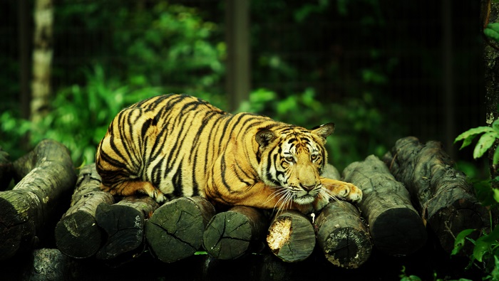 Tiger resting on logs in a forest