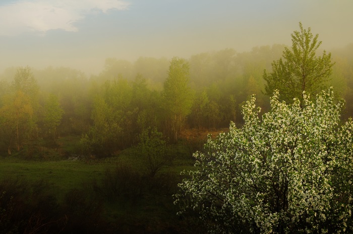 Foggy forest with blooming tree