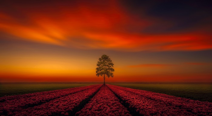 Solitary Tree Against Fiery Sunset Sky 4K