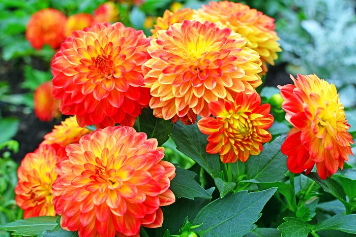 Dahlia flowers in bloom, 4K