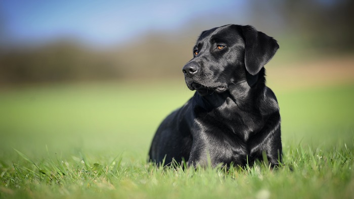 Black Labrador Retriever in a Field