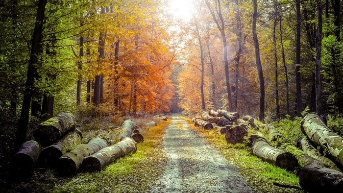 Autumn forest path with felled logs and sunlight