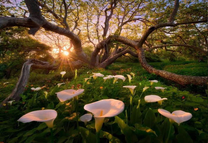 Calla Lilies at Sunset in a Forest