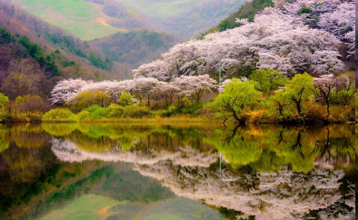 Spring cherry blossoms reflected in a mountain lake
