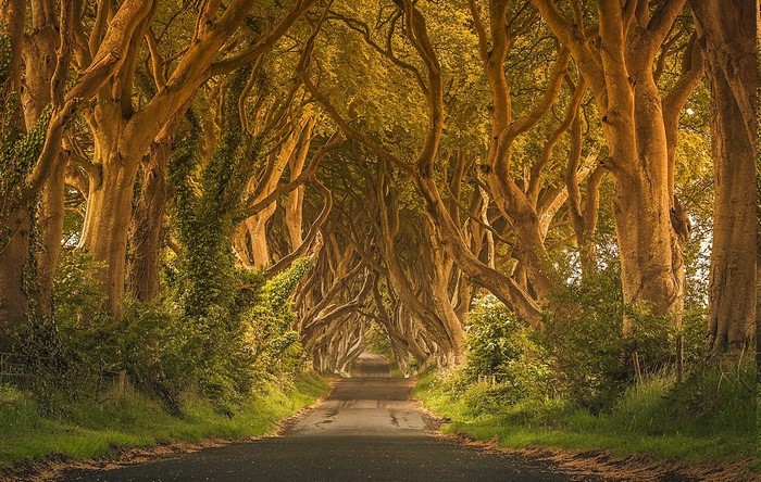Ireland Tree Tunnel with Greenery and Road