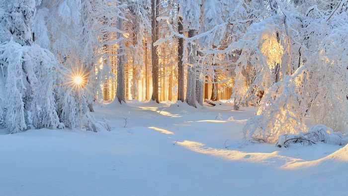 Sunrise in a Snow-Covered Winter Forest