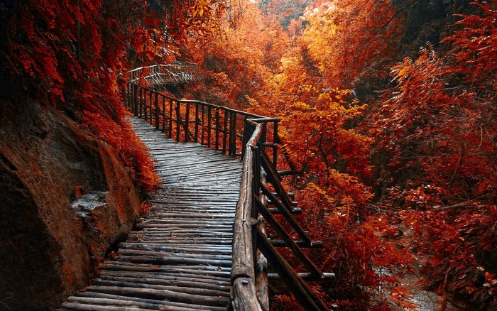 Wooden walkway through a vibrant autumn forest