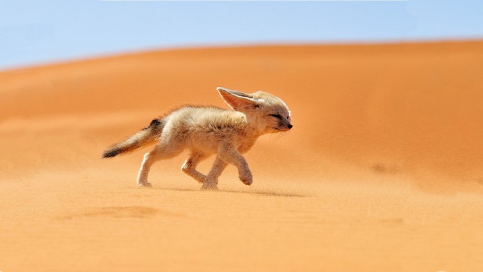 Fennec fox cub running on sand dunes