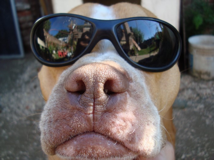 Dog wearing sunglasses with reflection