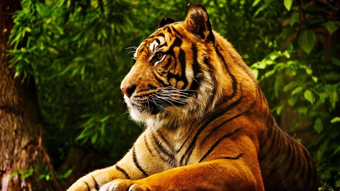 Tiger in a tropical forest