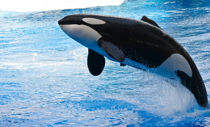 Orca whale jumping out of blue water