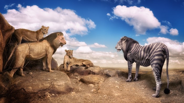 Lions confront a zebra-lion hybrid in a rocky landscape