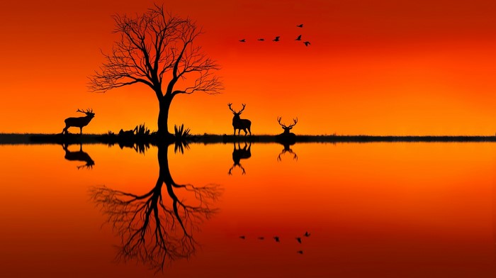 Deer and tree silhouette at sunset with reflection