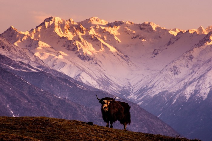 Yak standing on a hill with snow-capped mountains