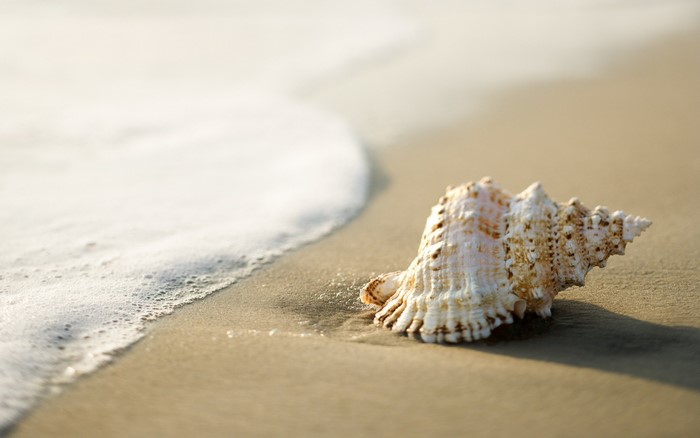 Seashell on a sandy beach with gentle waves