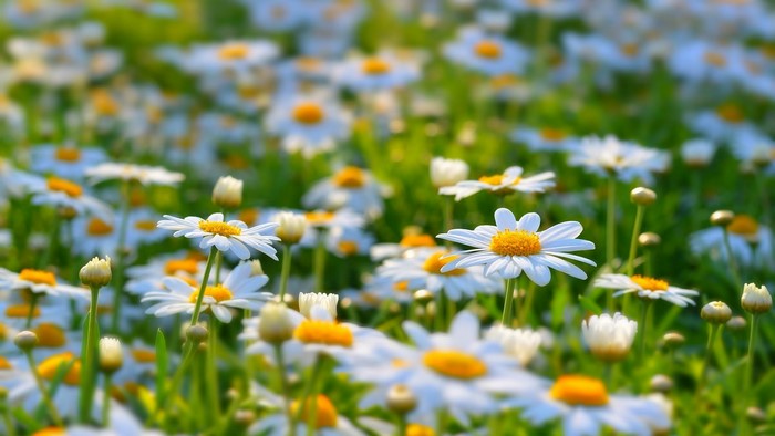 Field of white daisies with yellow centers