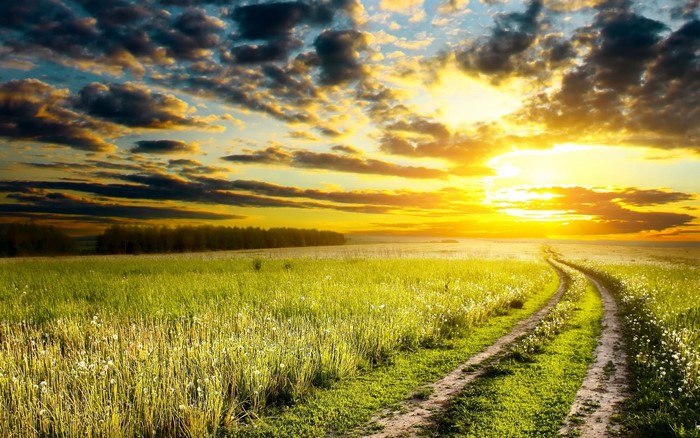 Dirt road through a grassy field at sunset