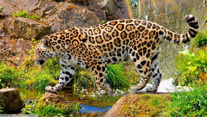 Jaguar walking by a waterfall and stream