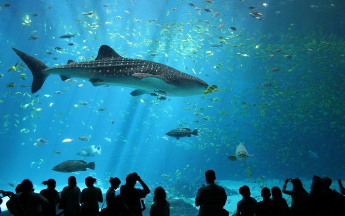 Whale shark swimming with fish in a large aquarium