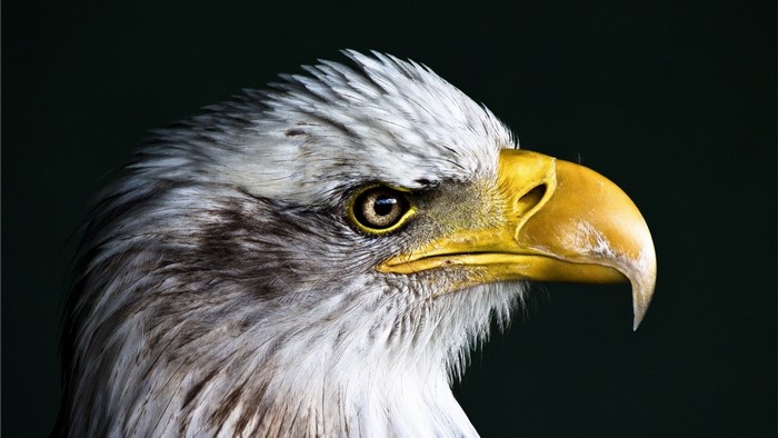 Close-up of a bald eagle's head
