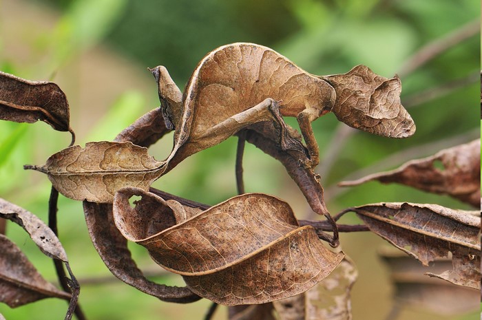 Leaf-Tailed Gecko Perfectly Blending with Dead Leaves