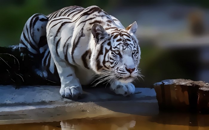 White tiger crouched by water