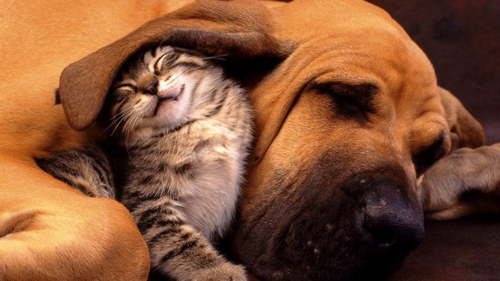 Kitten sleeping under a dog's ear