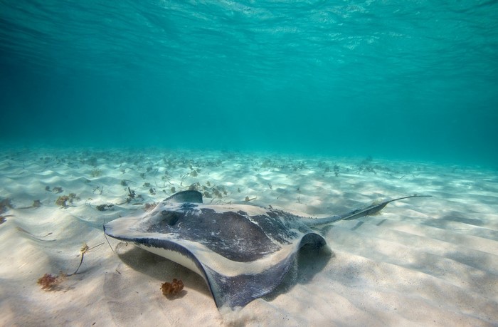 Stingray swimming over sandy ocean floor