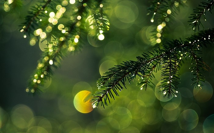 Pine tree branches with bokeh lights