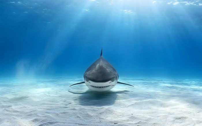 Great white shark swimming in clear blue ocean water