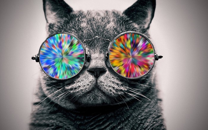 Cat wearing psychedelic glasses