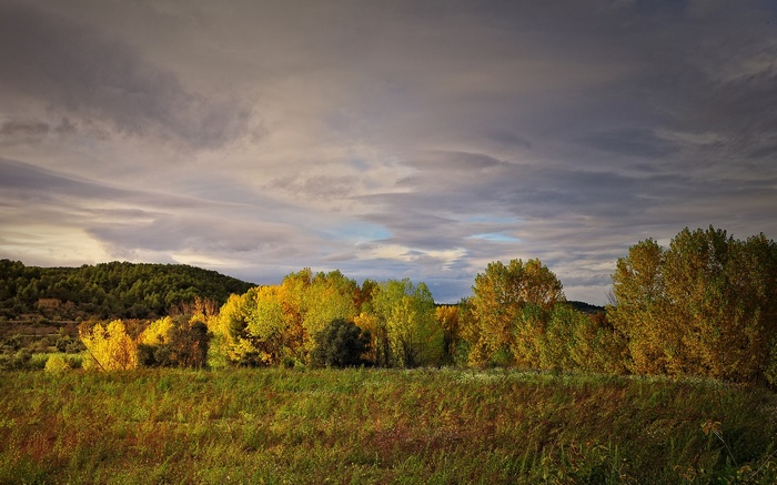 Autumn trees and grassy field under cloudy sky