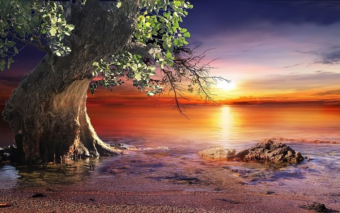 Sunset Beach with Tree Over Calm Sea