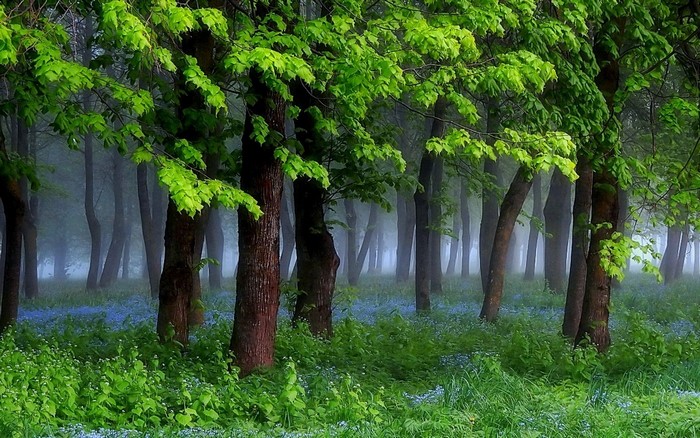 Misty forest with green trees and blue wildflowers