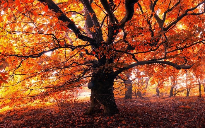 Autumn forest with vibrant orange and yellow leaves
