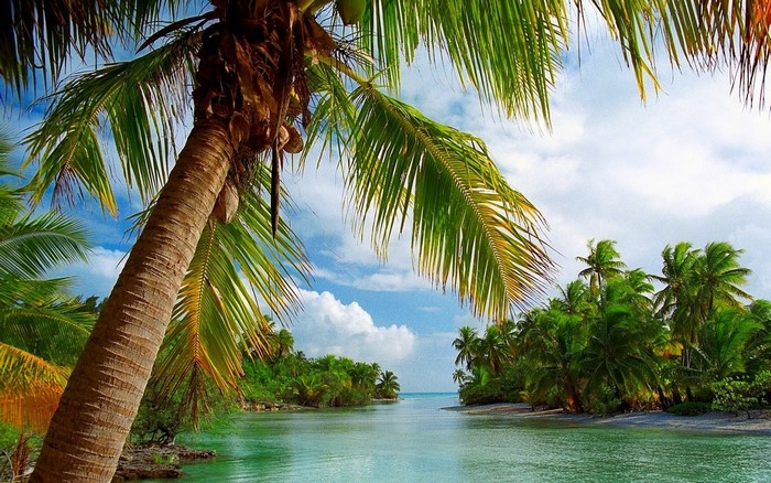 Tropical island with palm trees and a calm river