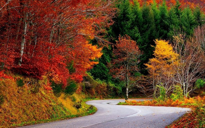 Scenic Curving Road Through Vibrant Fall Forest