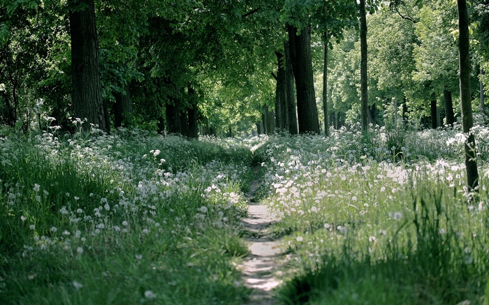 A path through a sunlit forest with white wildflowers