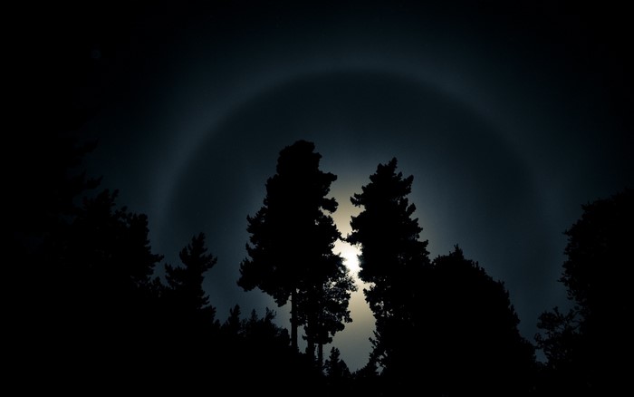 Moon halo over silhouetted trees at night