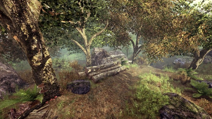 The Elder Scrolls V: Skyrim forest landscape