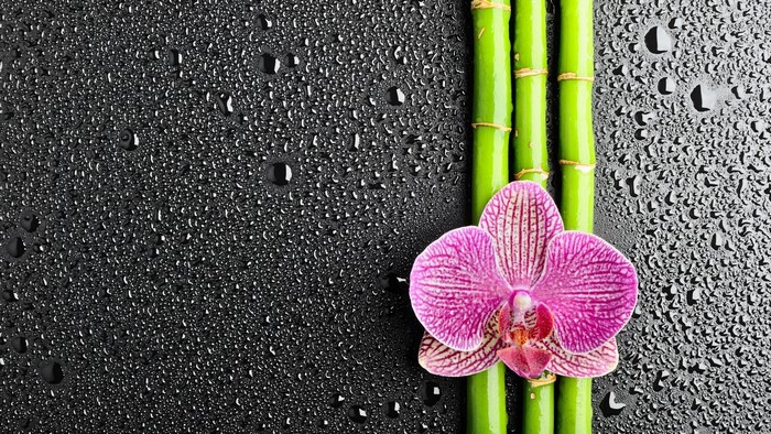 Pink orchid and bamboo on wet black surface
