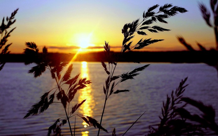 Sunset over water with silhouetted plants