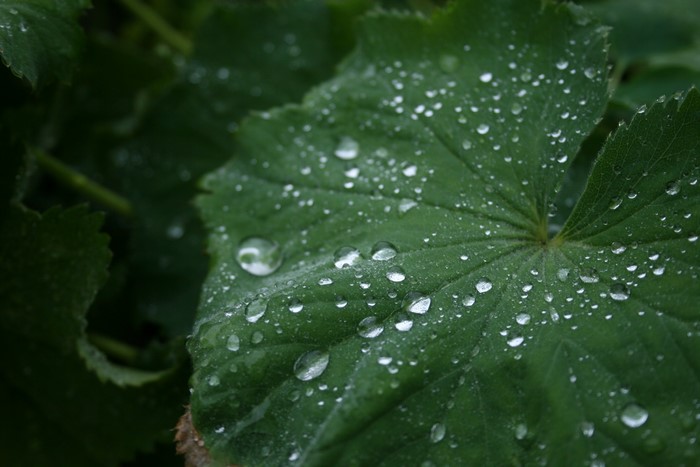 Water droplets on a green leaf