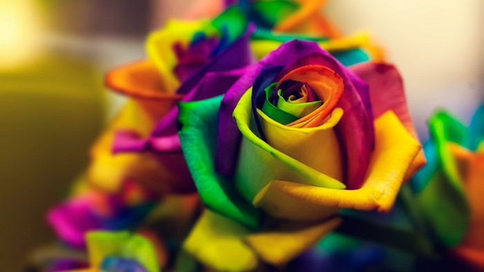 Rainbow Rose Closeup