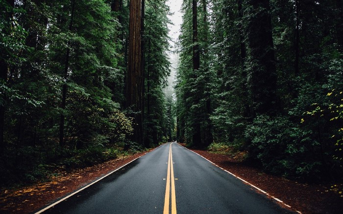 Road through a dense redwood forest